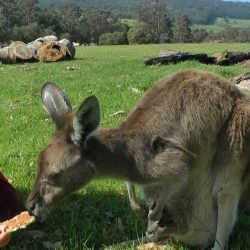 Happy Kangaroo