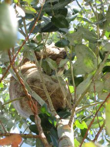 Koala Asleep